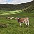 Ganadería extensiva y conservación del paisaje rural en la Reserva de la Biosfera de los Valles de Omaña y Luna