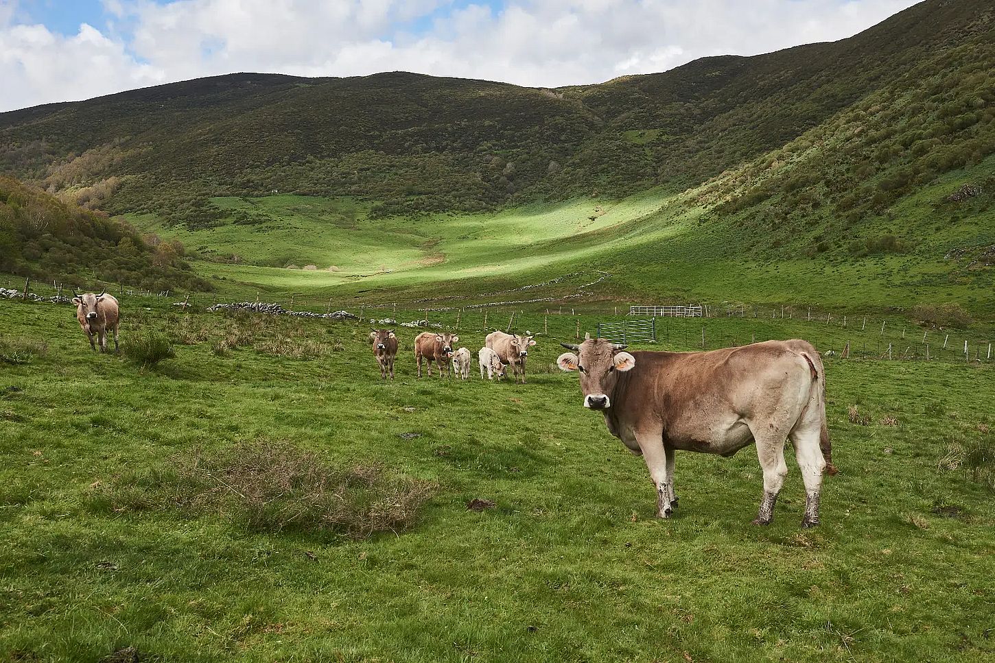 Ganadería extensiva y conservación del paisaje rural en la Reserva de la Biosfera de los Valles de Omaña y Luna