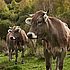 Ganadería extensiva en Tu Ternera en Casa: animales criados en libertad en los pastos de la montaña leonesa
