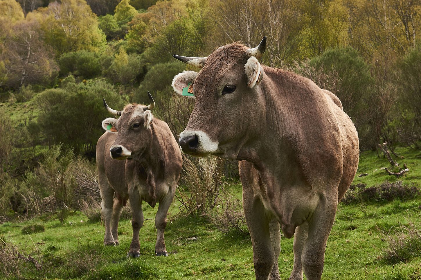 Ganadería extensiva en Tu Ternera en Casa: animales criados en libertad en los pastos de la montaña leonesa