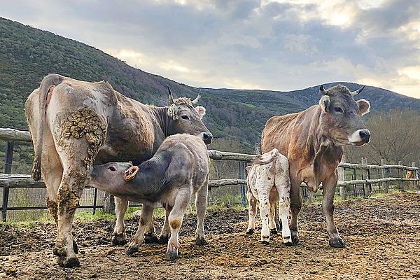 La belleza de los pastos de la Reserva de la Biosfera de los Valles de Omaña y Luna y su relación con la ganadería