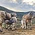 La belleza de los pastos de la Reserva de la Biosfera de los Valles de Omaña y Luna y su relación con la ganadería