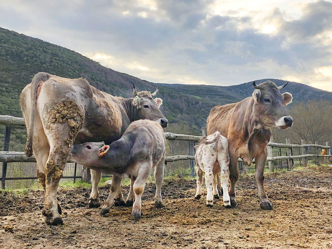 La belleza de los pastos de la Reserva de la Biosfera de los Valles de Omaña y Luna y su relación con la ganadería