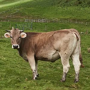 Ternera fresca